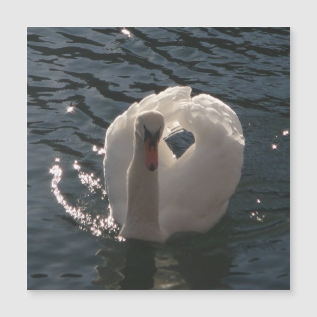 Carte Magnétique Beau cygne blanc (Devant)