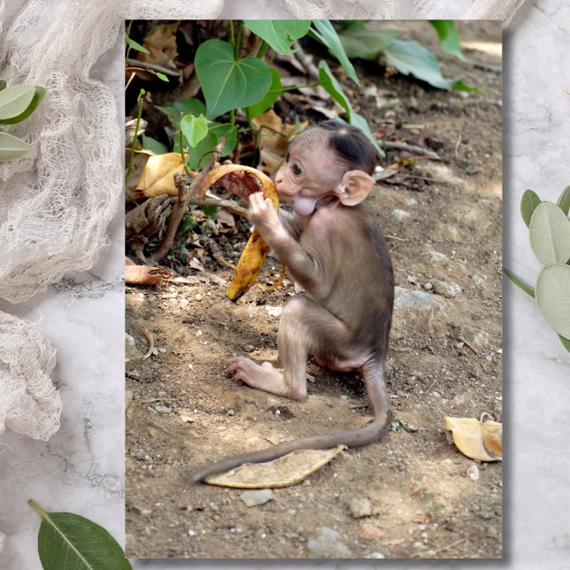 Carte Magnétique Bébé singe (Créateur téléchargé)