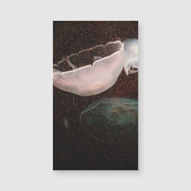 Carte Magnétique Belle méduse (Devant)