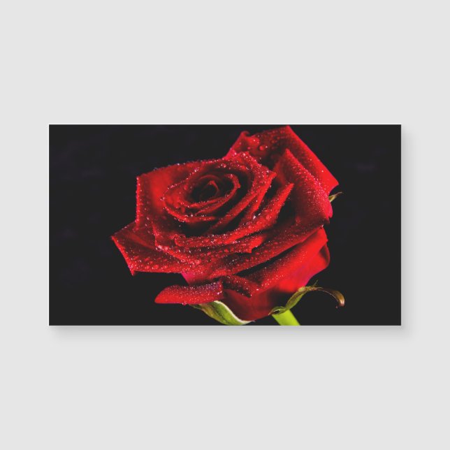 Carte Magnétique Belle rose rouge (Devant)
