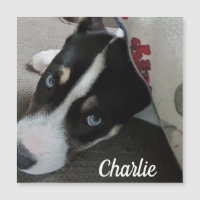 Blue Eyed Husky Puppy ou Ajouter votre propre phot