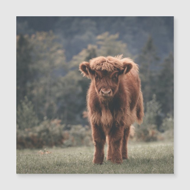 Carte Magnétique Campagne d'herbe d'automne de la vache de haute-te (Devant)