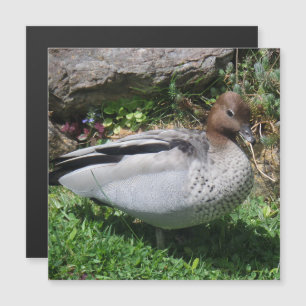 Carte Magnétique Canard à bois australien dans un jardin tranquille