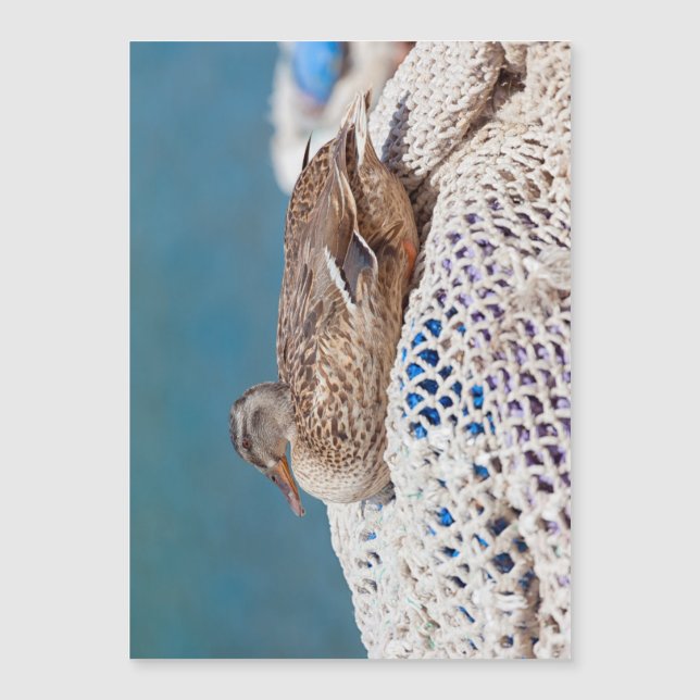 Carte Magnétique Canard de repos (Devant)