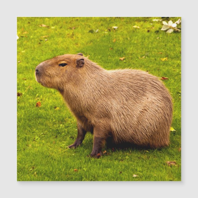 Carte Magnétique Capybara (Devant)