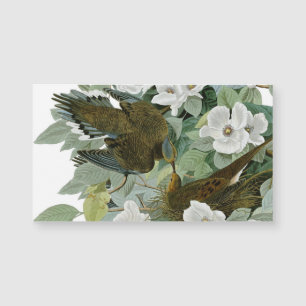 Carte Magnétique Carolina Pigeon Audubon Morning Dove
