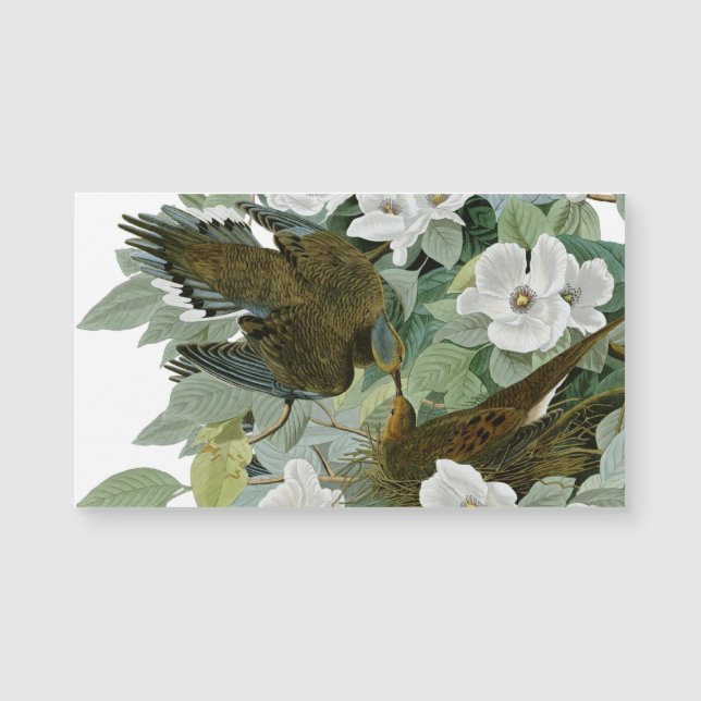 Carte Magnétique Carolina Pigeon Audubon Morning Dove (Devant)