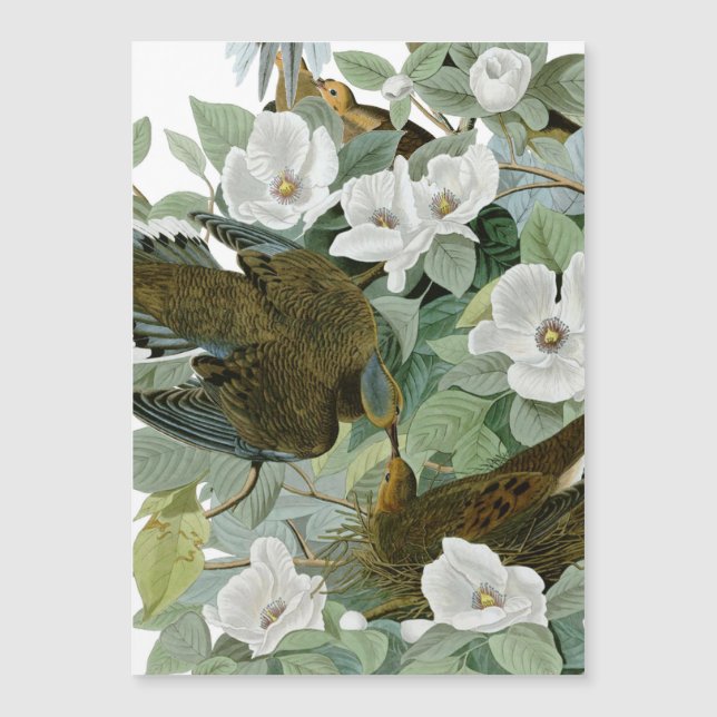 Carte Magnétique Carolina Pigeon Audubon Morning Dove (Devant)