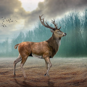 Carte Magnétique Cerf Lone Dans La Forêt Misty