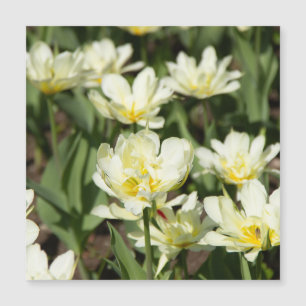 Carte Magnétique Champ de tulipes blanches Photo