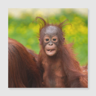 Carte Magnétique Charme bizarre d'un bébé orangoutan
