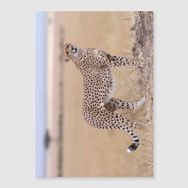 Carte Magnétique Cheetah (Devant)