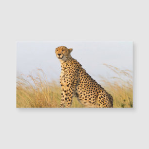 Carte Magnétique Cheetah