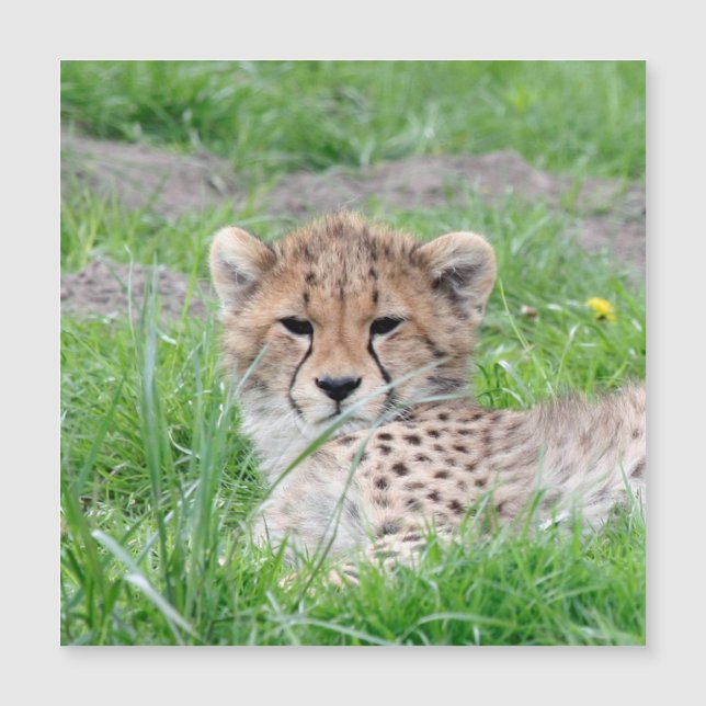 Carte Magnétique Cheetah 002 (Devant)