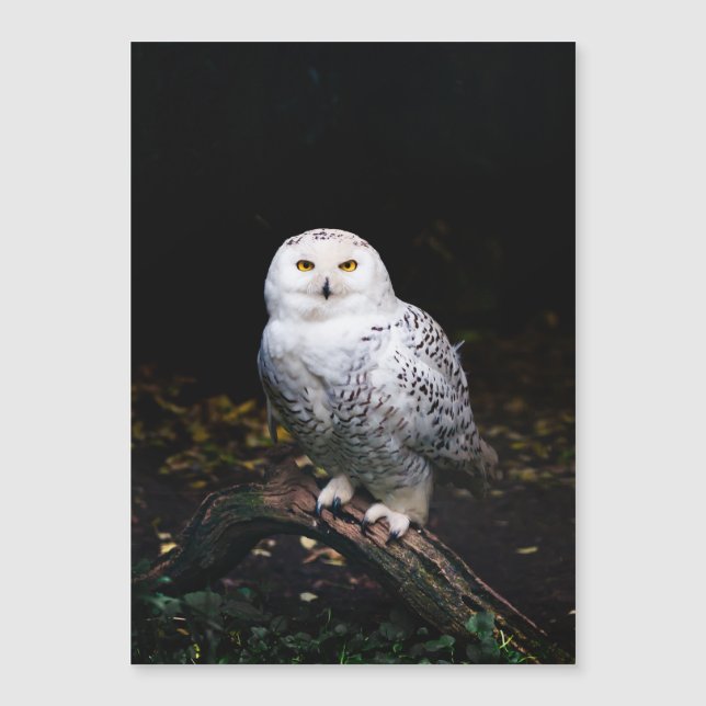 Carte Magnétique Chouette hivernale majestueuse (Devant)