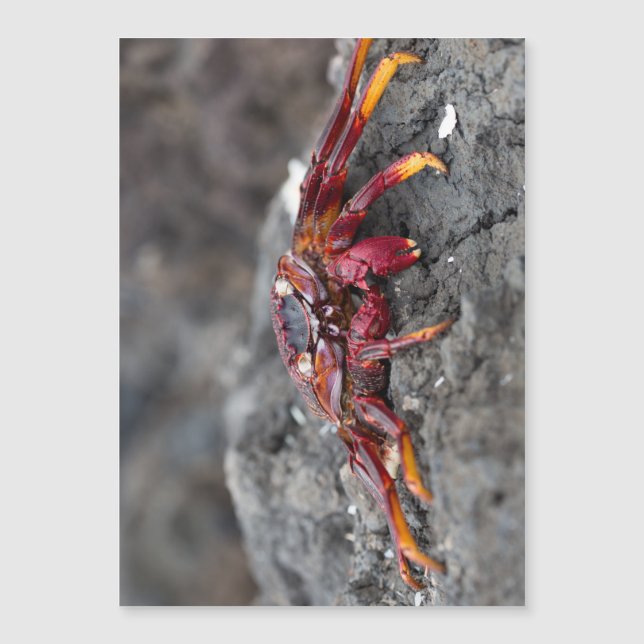 Carte Magnétique Crabe rouge (Devant)