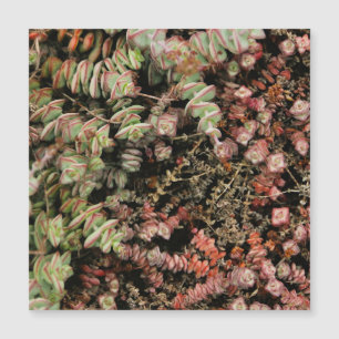 Carte Magnétique Crassula perforata