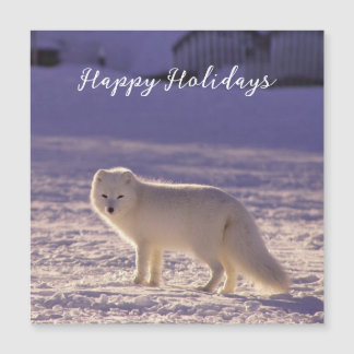 Carte Magnétique Cute White Arctic Fox neige hiver Photographie