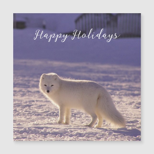 Carte Magnétique Cute White Arctic Fox neige hiver Photographie (Devant)
