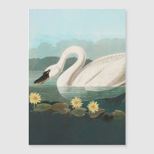 Carte Magnétique cygne audubon cygnes d'eau blanche