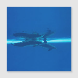 Carte Magnétique Dauphins et réflexions