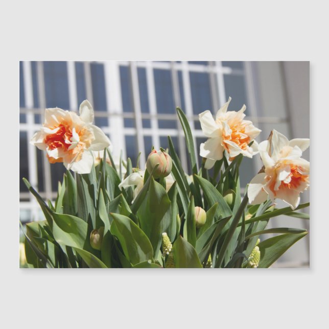 Carte Magnétique Délicat mignon daffodils printemps (Devant)