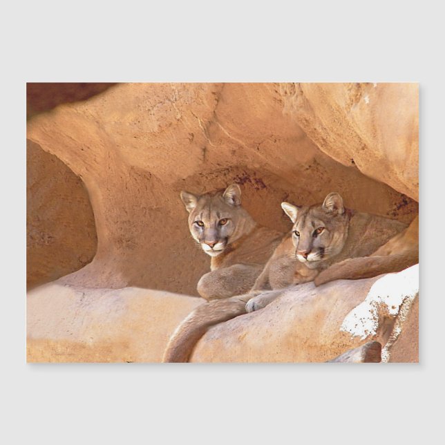 Carte Magnétique Deux Lions de Montagne (Devant)