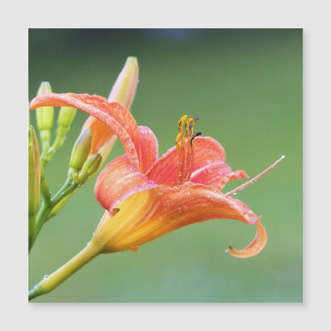 Carte Magnétique Ditch Lily (Devant)