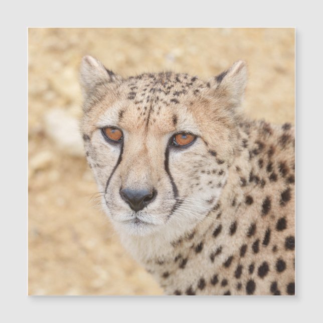 Carte Magnétique Face of the Wild : Le regard intense de Cheetah (Devant)