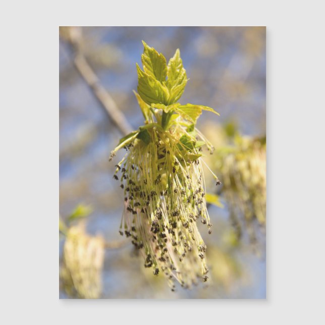 Carte Magnétique Feuille mignons en photo de printemps (Devant)