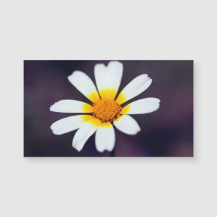 Carte Magnétique Fleur sauvage