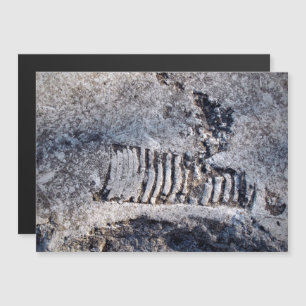 Carte Magnétique Fossil Nautiloïde Cephalopod Ancien Mollusk
