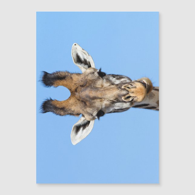 Carte Magnétique Giraffe (Devant)