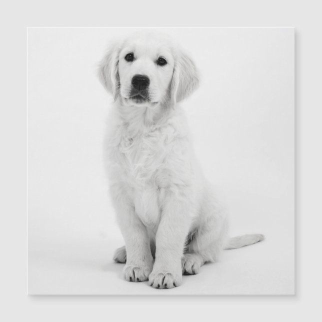 Carte Magnétique Golden Retriever (Devant)