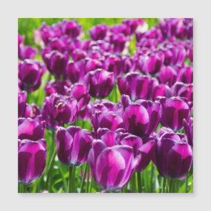 Carte Magnétique Grand champ de tulipes violettes