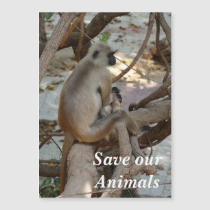 Carte Magnétique Gray Langur - Repose-toi