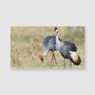 Carte Magnétique Grues à Masai Mara