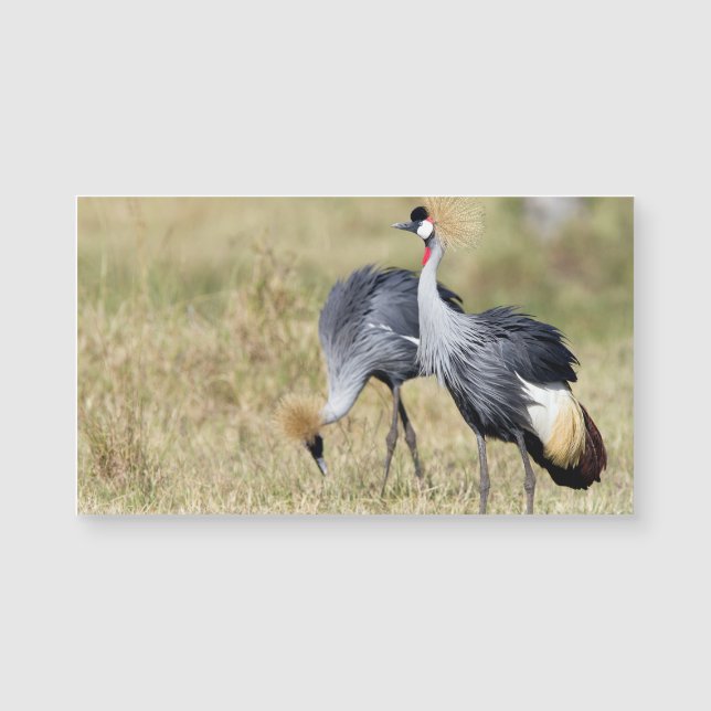 Carte Magnétique Grues à Masai Mara (Devant)