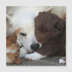 Carte Magnétique IcelandicSheepdog_20171203_by_JAMFoto