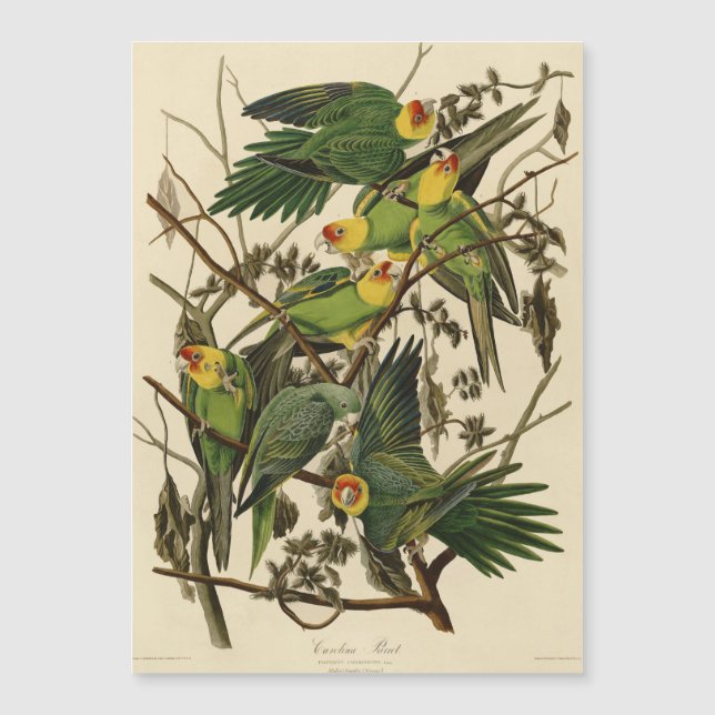 Carte Magnétique Illustration Audubon Carolina Parrot Bird (Devant)