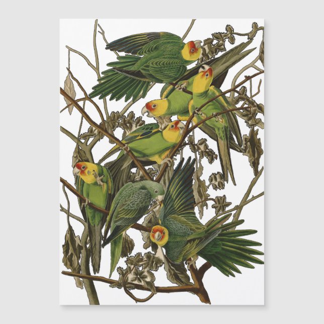 Carte Magnétique Illustration Audubon Carolina Parrot Bird (Devant)