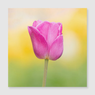 Carte Magnétique Impression d'art floral de tulipe rose