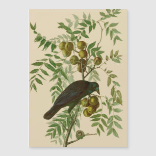 Carte Magnétique Impression d'oiseau Grackle violet d'Audubon Botan