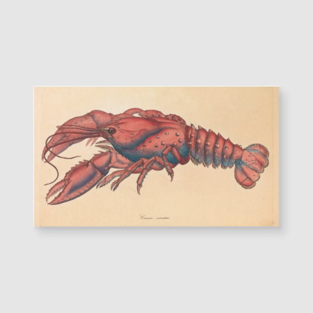 Carte Magnétique James Sowerby Homard serbé (Devant)