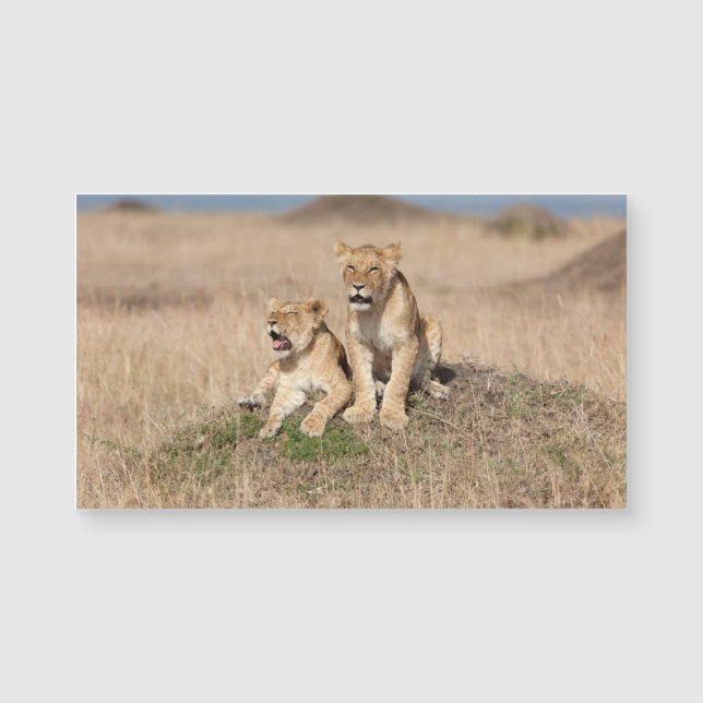 Carte Magnétique Jeunes lions (Devant)