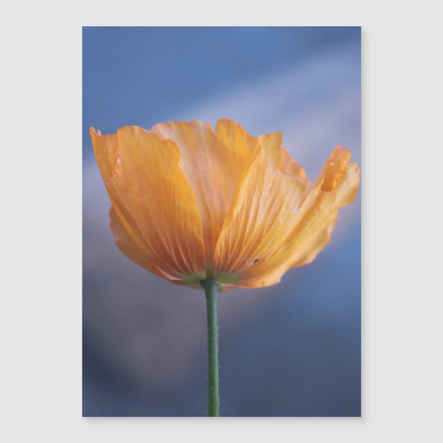 Carte Magnétique jolie fleur de pavot jaune sauvage en bleu. (Devant)