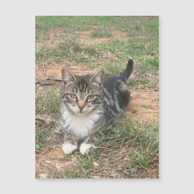 Carte Magnétique Kitten dans l'herbe (Devant)