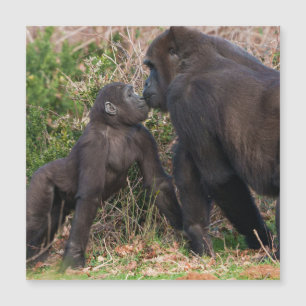 Carte Magnétique L'affection de Gorilla Baby pour maman