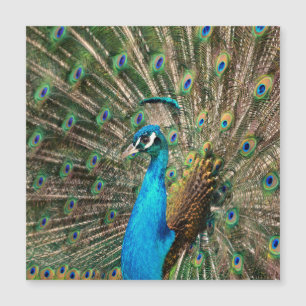 Carte Magnétique Le paon bleu