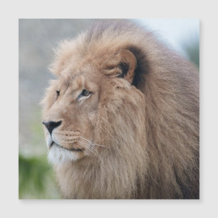 Carte Magnétique L'Embrace du lion